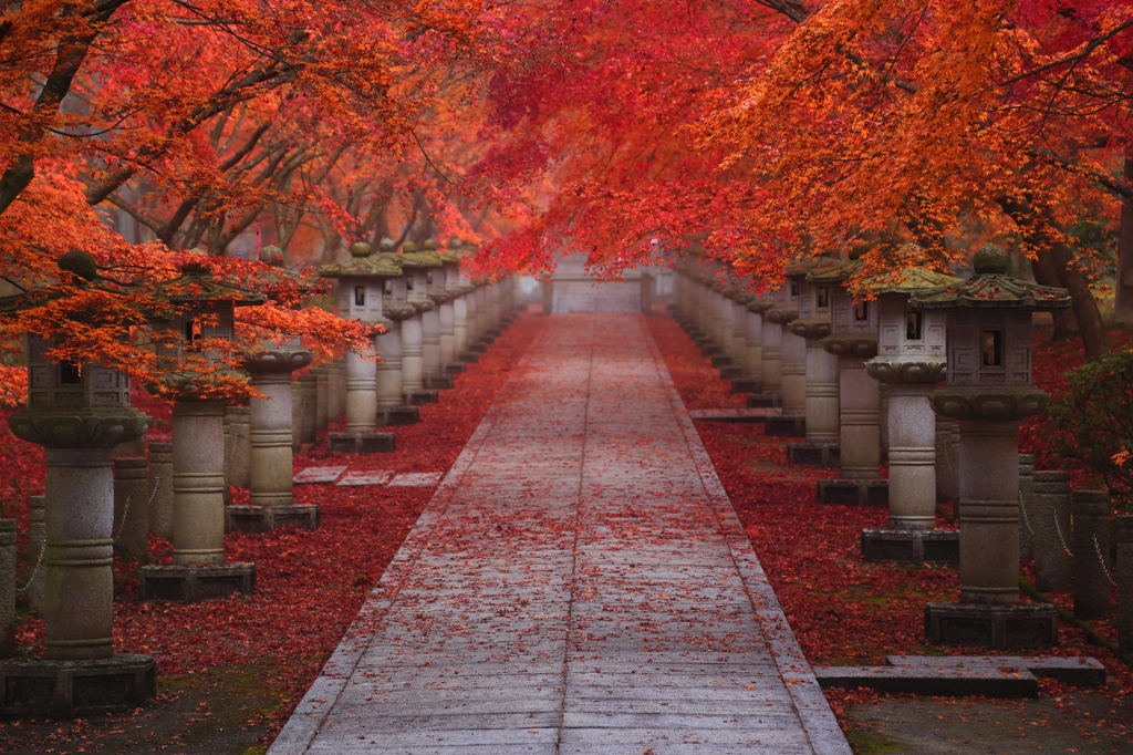 朝霧の参道