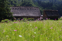 白川郷　晩夏2