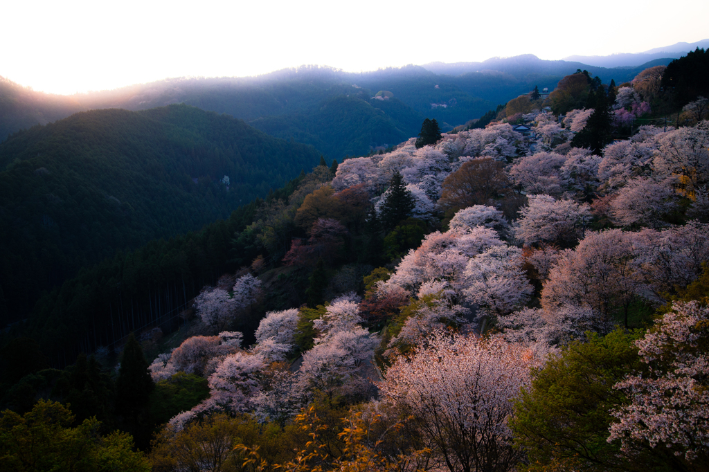吉野山　朝の下千本
