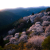 吉野山　朝の下千本