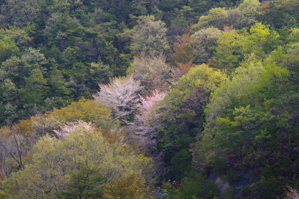 里山の春