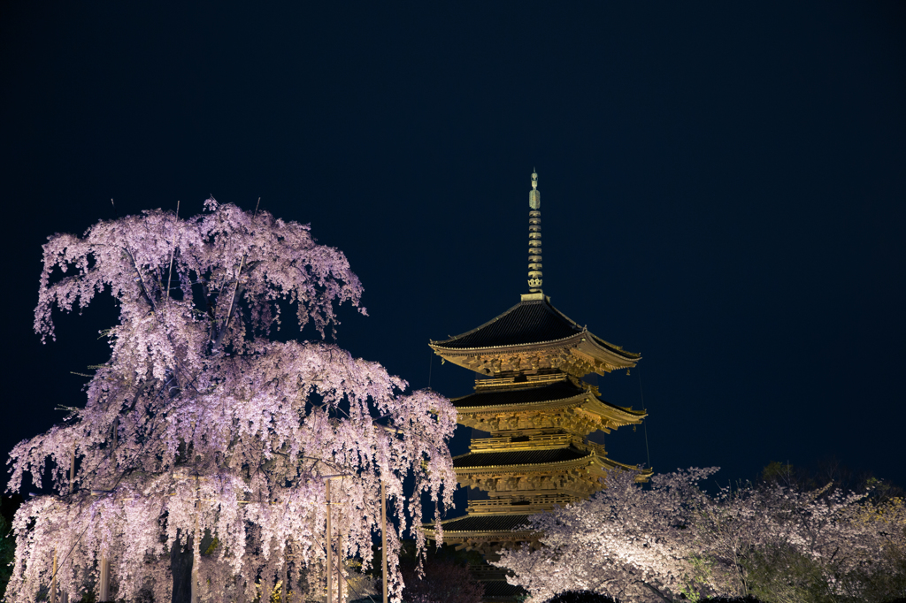 幽女不二桜