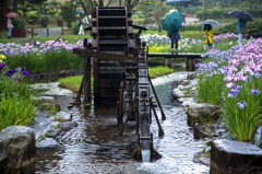 雨と水車と花菖蒲Ⅰ