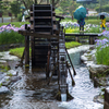 雨と水車と花菖蒲Ⅰ