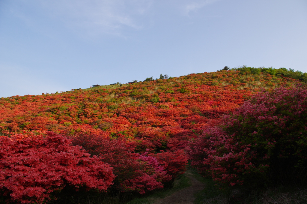 つつじのトンネル
