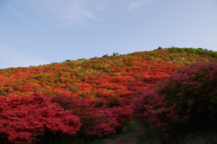 つつじのトンネル