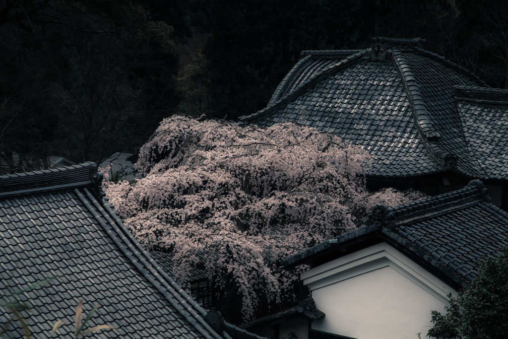 なりひら寺の雨桜