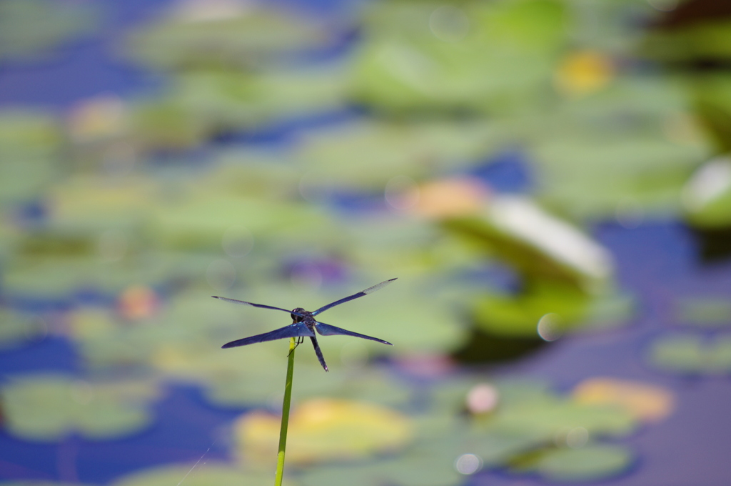 蜻蛉平池公園