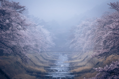 霧桜