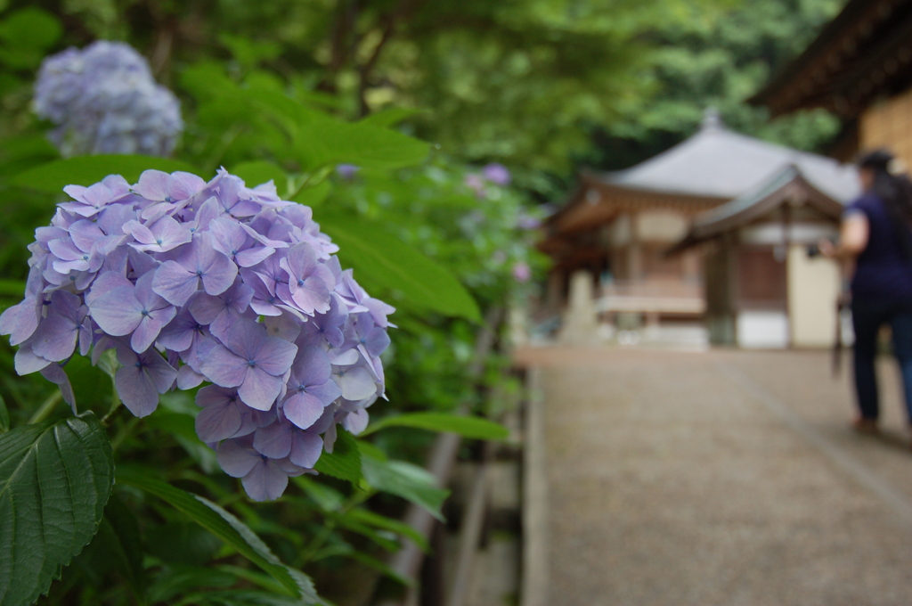 あじさい
