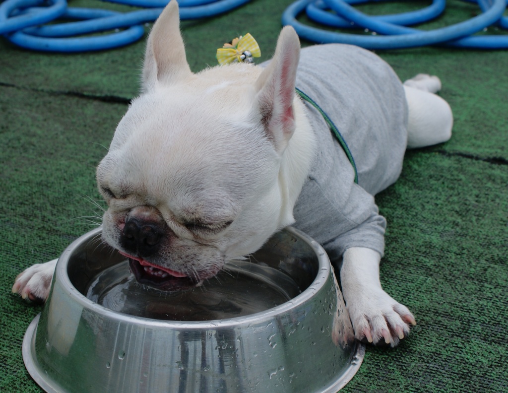 夏×駄犬＝がぶ飲み