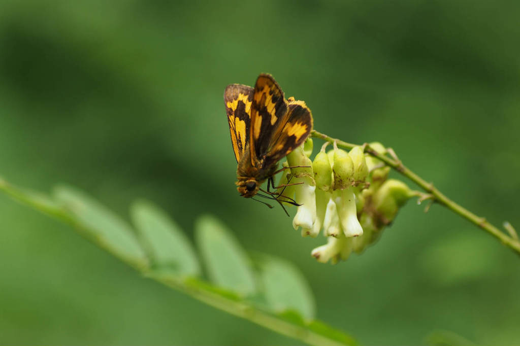 s2012 06 23_2640 ｲﾁﾓﾝｼﾞｾｾﾘ E-M5