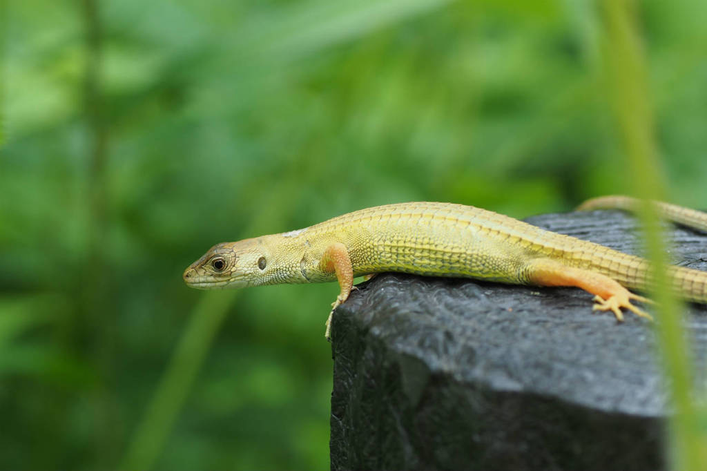 s2012 06 14_2381 ｶﾅﾍﾋﾞ