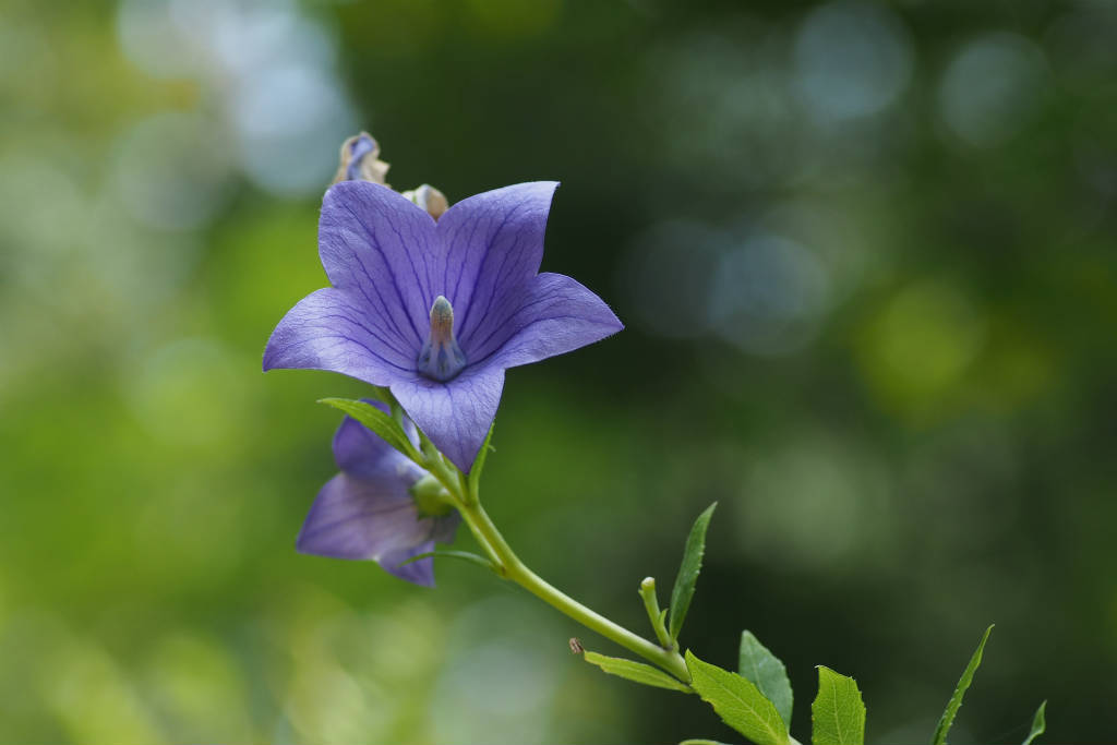 s2012 07 26_3554 ｷｷｮｳ E-M5 Tok100