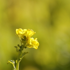 菜の花？ PartⅡ