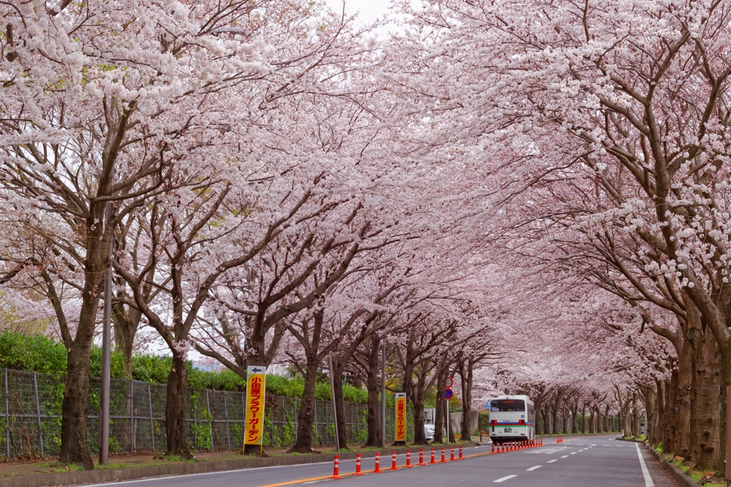 桜並木の下を･･･