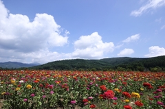 百日草