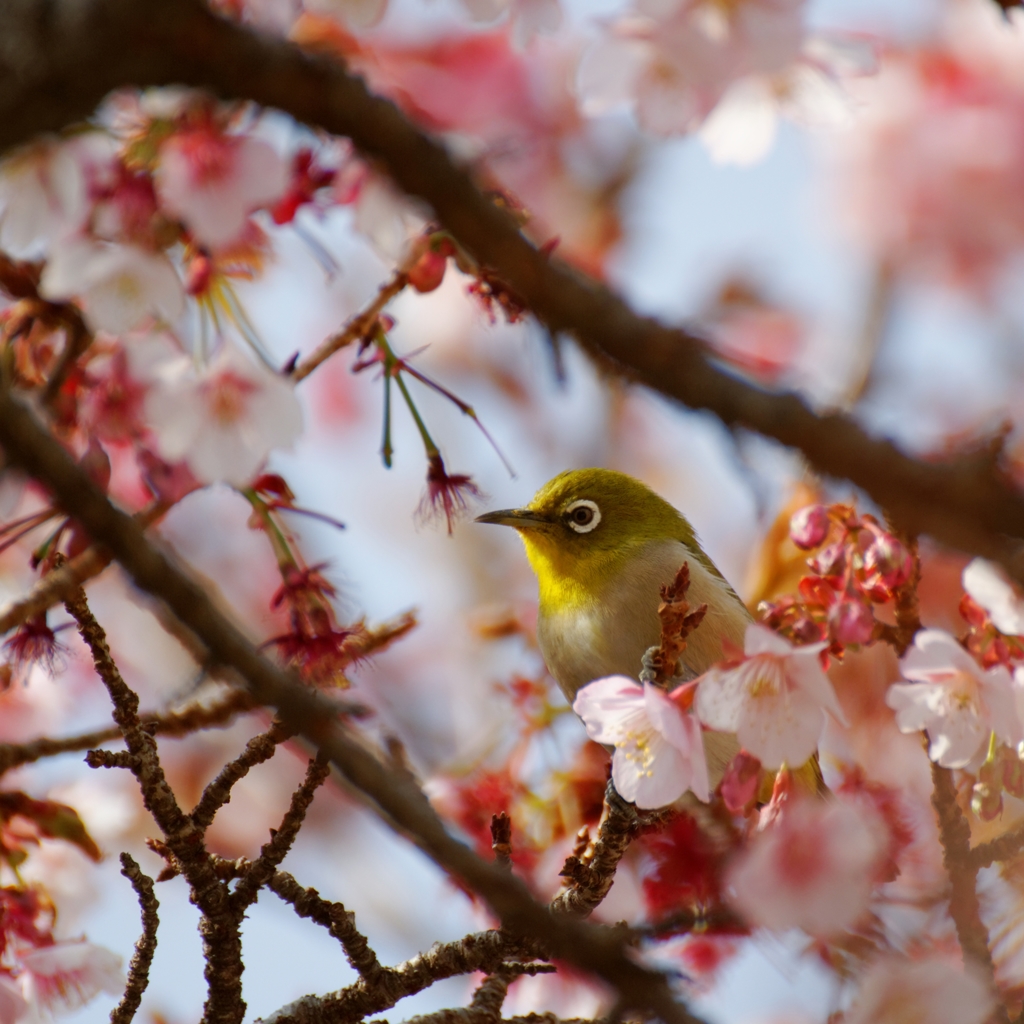 桜に囲まれて♪