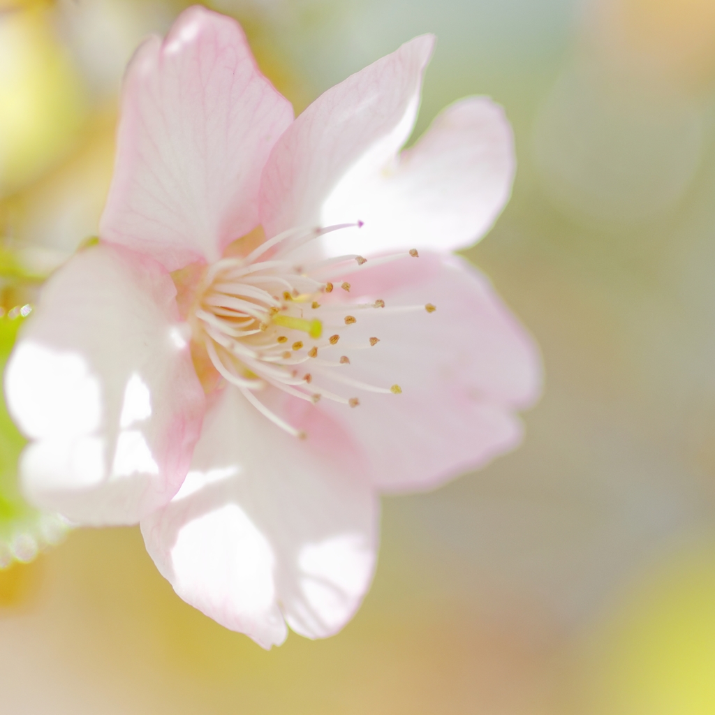 葉桜さん♪