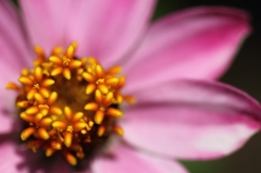 花の中にまた花・・・