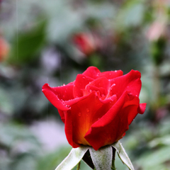薔薇と雨