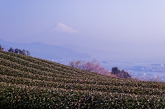 茶畑越しに富士山を望む♪