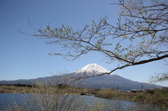 田貫湖からの富士山