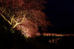 夜桜さん♪ PartⅠ