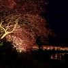 夜桜さん♪ PartⅠ