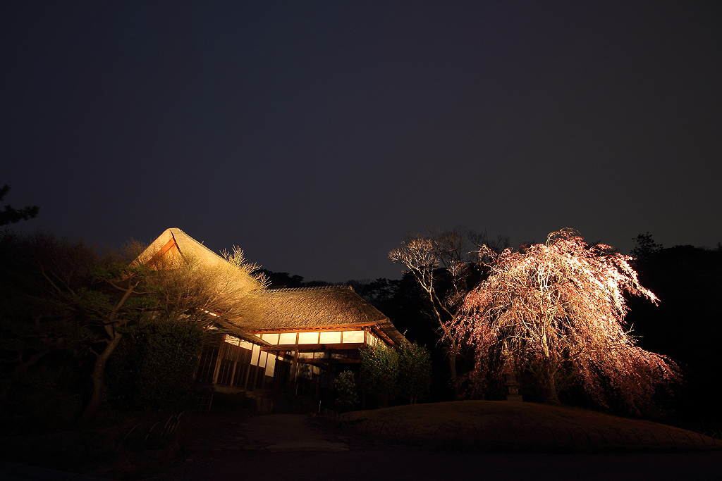 三渓園の夜桜