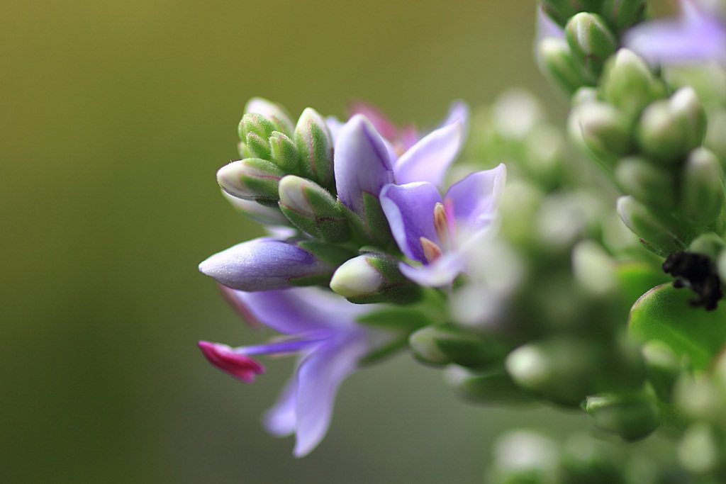 小さな花・・・