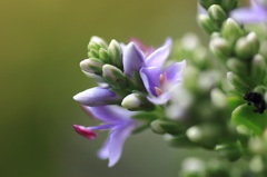 小さな花・・・