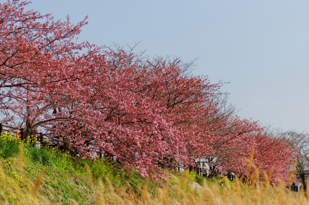 桜並木♪ PartⅠ
