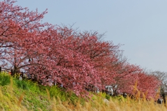 桜並木♪ PartⅠ