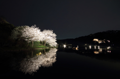 三渓園の夜桜