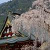久遠寺の枝垂桜♪ PartⅠ