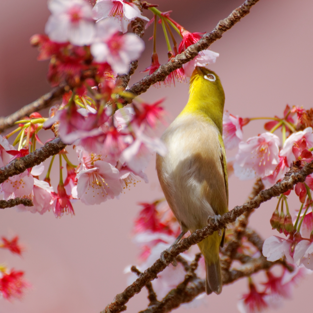 首がぁ・・・