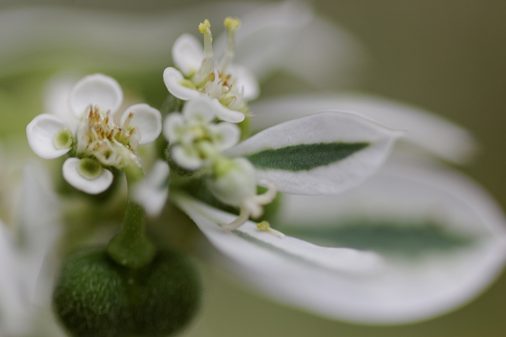 何て花だろう？
