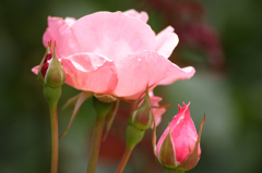 薔薇の親子