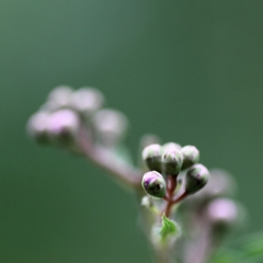 どんな花が咲くのかな？