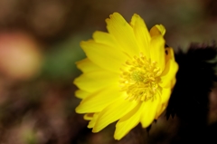 春を告げる花♪