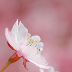 桜さん♪ PartⅠ