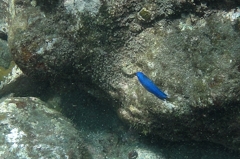 熱帯魚？