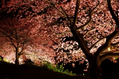 夜桜さん♪ PartⅢ