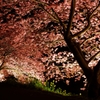 夜桜さん♪ PartⅢ