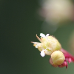 小さな花・・・