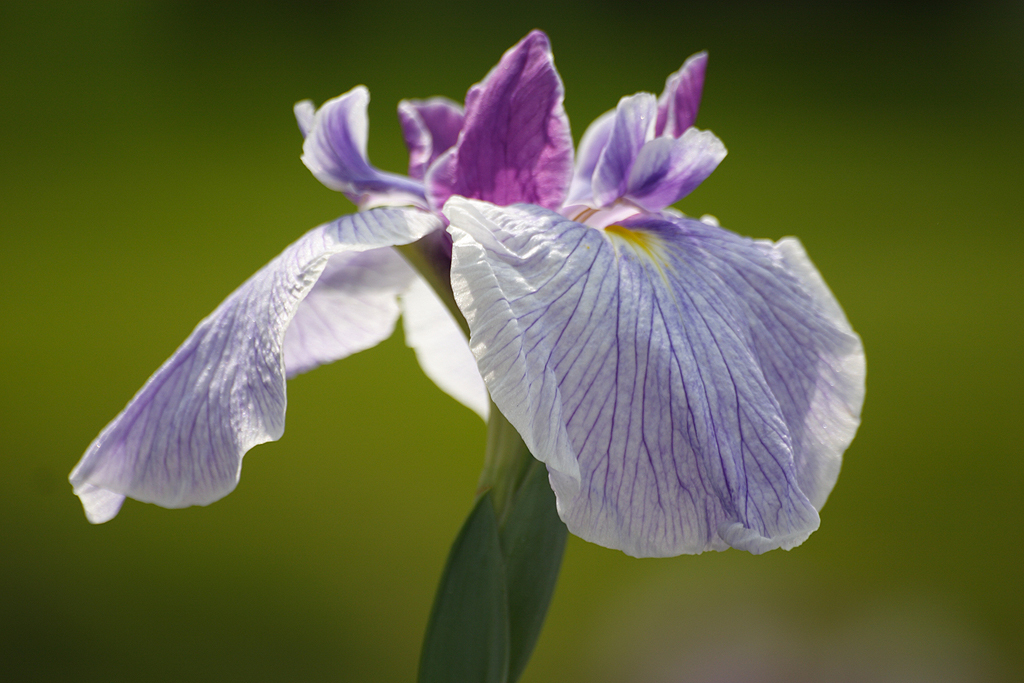 花菖蒲