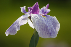 花菖蒲