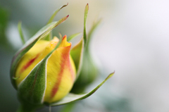 薔薇のツボミ