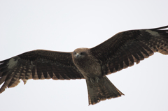 トビ（鳶）